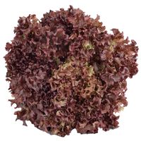 Sandveld Seeds Lollo Rosso Lettuce